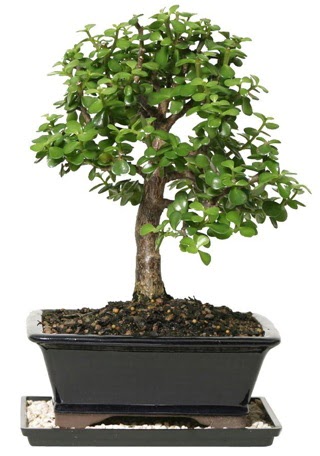 15 cm civar Zerkova bonsai bitkisi irintepe yurtii iek siparii 
