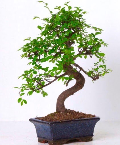 S gvdeli bonsai minyatr aa japon aac Akdere nternetten iek siparii 