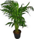 Kkkaya online iek gnderme Areca palm  